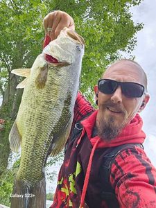 Largemouth Bass
