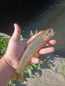 Brown Trout
