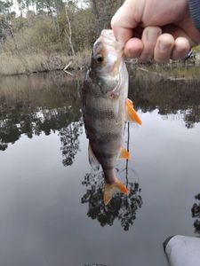 European Perch