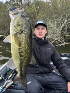 Largemouth Bass