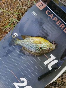 Green Sunfish