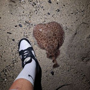 Marbled Electric Ray