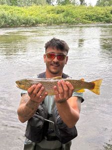Brown Trout