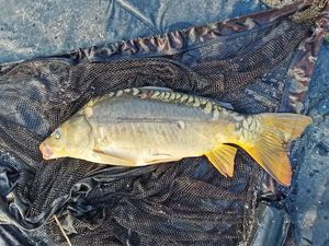Mirror Carp