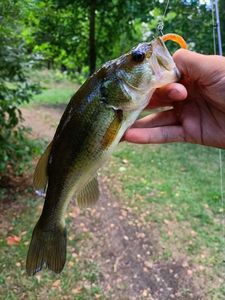 Largemouth Bass