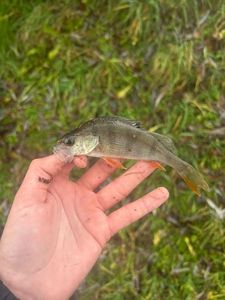Yellow Perch