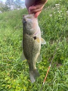 Largemouth Bass