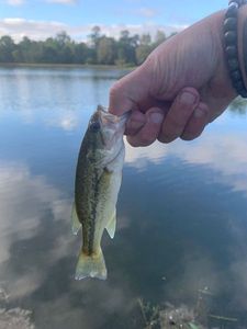 Largemouth Bass