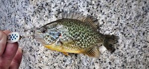 Green Sunfish