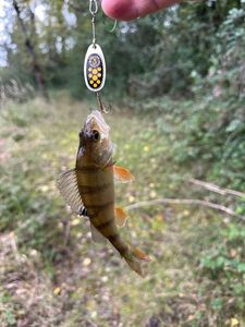 European Perch