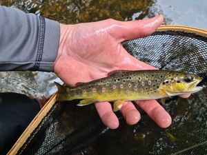 Brown Trout