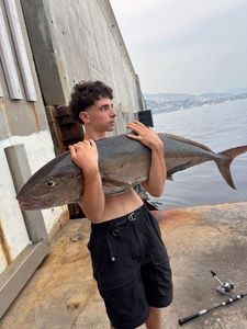 Greater Amberjack