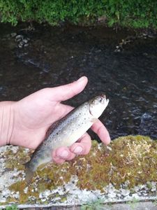 Brown Trout