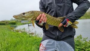 Northern Pike