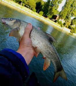 Barbel