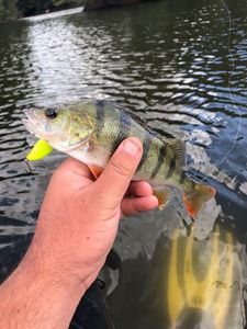 European Perch