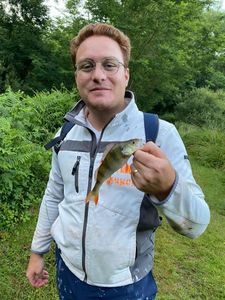 European Perch