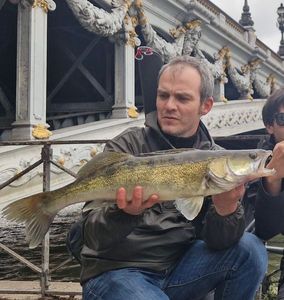 Zander