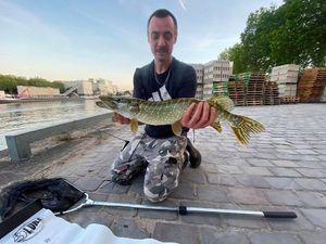 Northern Pike