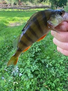 European Perch