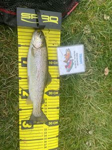 Rainbow Trout