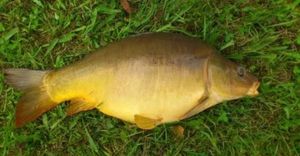 Leather Carp