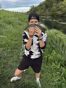 Crucian Carp