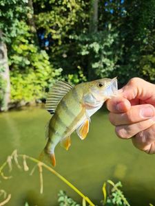 European Perch
