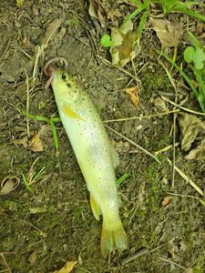 Brown Trout