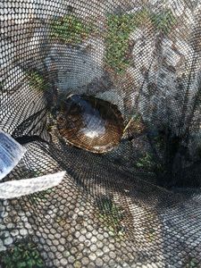 Red-Eared Slider