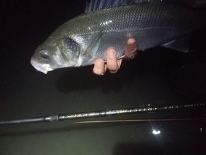 European Bass (Seabass)
