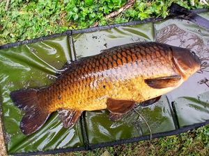 Common Carp