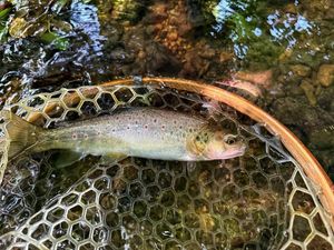Brown Trout