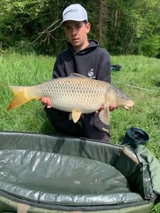 Common Carp