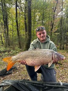 Common Carp