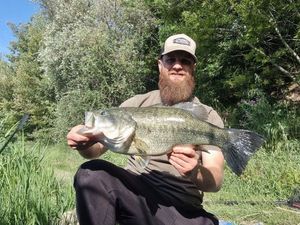 Largemouth Bass