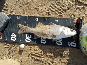 European Bass (Seabass)
