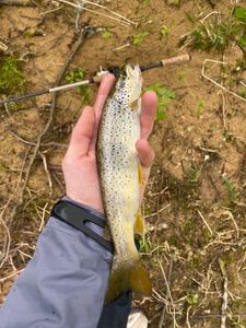 Brown Trout