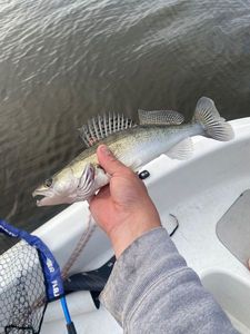 Zander