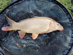 Common Carp