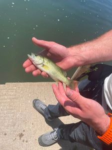 Largemouth Bass