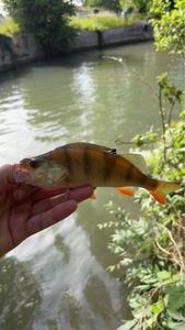 European Perch