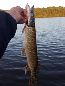 Northern Pike