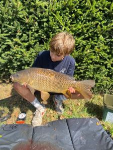 Common Carp