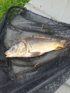 Mirror Carp