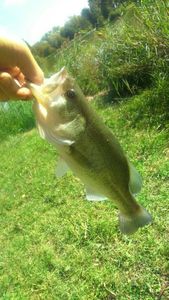 Smallmouth Bass