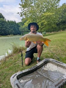 Common Carp