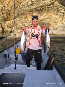 Atlantic Bonito
