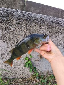European Perch