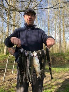 Rainbow Trout